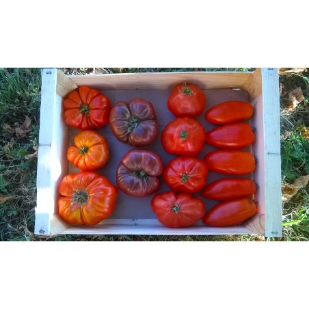 Plateau de tomates 5Kg