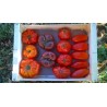 Plateau de tomates 5Kg