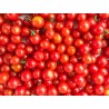 Tomate petite ronde 5 Kg